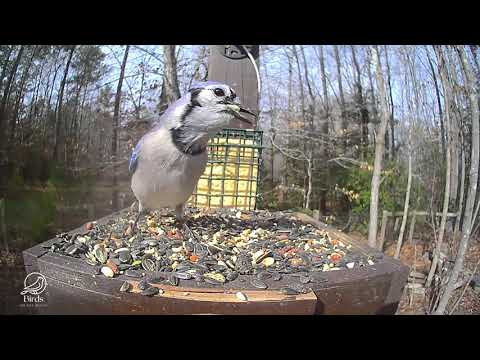 Blue Jays on the Bluff Feeding Platform
