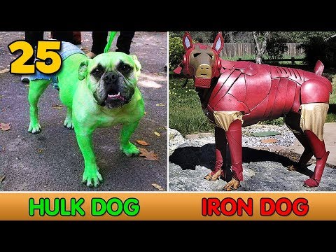 วีดีโอ: 6 วิธีที่รวดเร็วในการบอกถ้าสุนัขของคุณเป็น Marvel หรือ DC