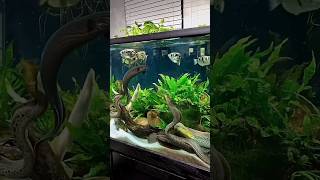 Finally got a video that shows off everyone in the 280 gallon! Resimi