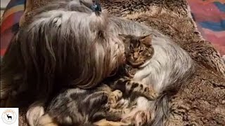 Skye Terrier Petting Cat #animals #pets #terrier #cats #dog