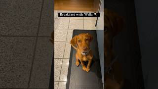 Breakfast with a 4 month old vizsla puppy  #shorts #shortsfeed #puppy #vizsla #dog #puppyvideos