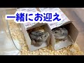 【ハムスター】やばい兄弟をお迎えしたのかもしれない…。