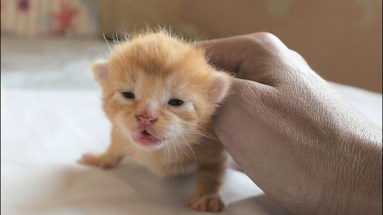 a newborn kitten