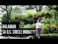 Presyo ng halaman sa Quezon City Circle | Mura nga ba halaman?