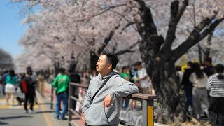 Cherry Blossoms in Korea 2023 벚꽃