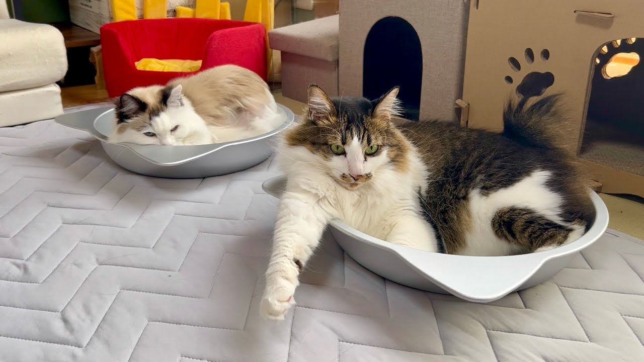 機嫌が悪い猫の気分を無効にする方法が分かりました/DyoacAir Tagカード