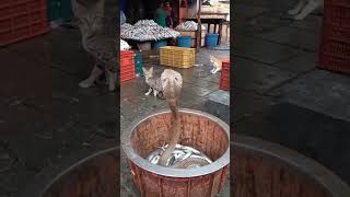 😱 Cobra Found in Fish Bucket!