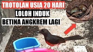 MENJAGA PRODUKTIVITAS MURAI BATU LOLOH INDUK, USIA 20 HARI BETINA SUDAH MULAI ANGKREM LAGI !!