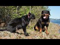 Luna the panther and favorite forest 🌳 part 2 (ENG SUB)