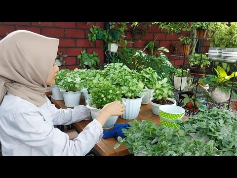 Video: Cara Memberi Makan Tanaman Rumah