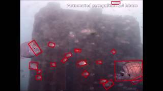 Tracking Fish Abundance by Underwater Image Recognition