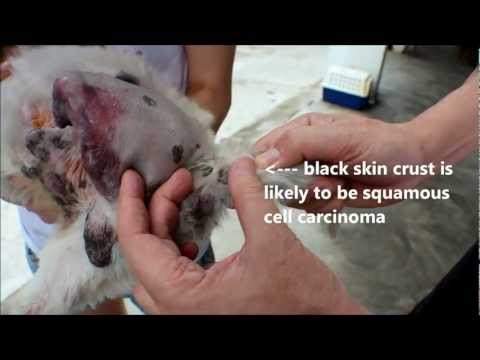 วีดีโอ: มะเร็งผิวหนัง (มะเร็งเซลล์สความัส) ในสุนัข