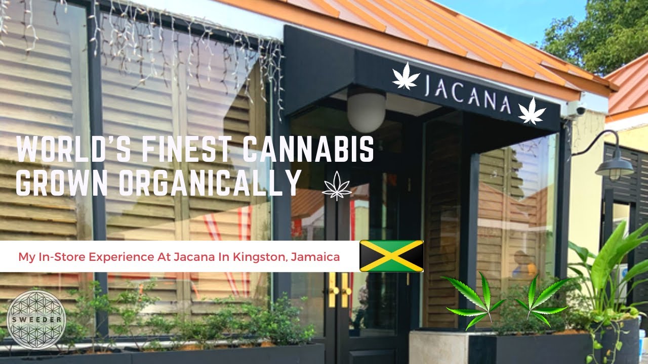 My First Jamaican 🇯🇲 Dispensary Visit 🍃 YouTube