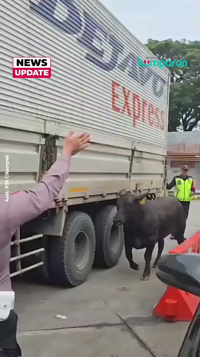 2 Sapi Ngamuk di Tol Cikampek