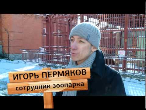 Животные впадают в спячку
