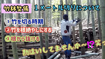 竹林整備 ロープを使って竹を切る Mp3