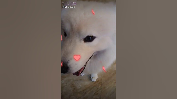 Tako wik wik