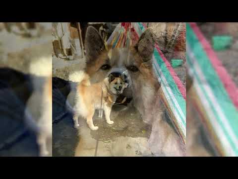 Vidéo: Chien de berger islandais