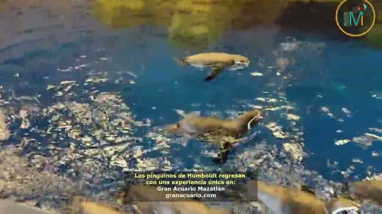 YouTube player