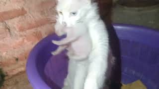 mother cat is moving 4 kittens by Kucing Desa 1,191 views 1 year ago 3 minutes, 27 seconds