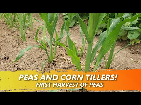 Video: Tillers On Corn – teave maisivarte imikute kohta
