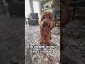 awww so cute #puppy #memes #ishowspeed
