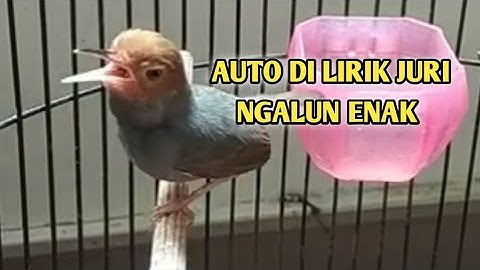 MASTERAN PRENJAK KEPALA MERAH SUARA NGALUN COCOK UNTUK PIKAT/PANCINGAN