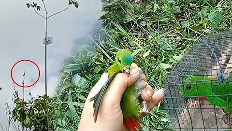 Mikat Burung Serindit Jantan Dada Merah || Serindit Kalimantan, parrot bird trapping