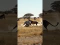 ライオンに喧嘩を売った末路 The zebra is thrown by the lion #shorts #nature #animals #lion