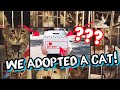 We adopted a cat! Moving on after the loss of a beloved pet