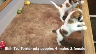 Shih Tzu Terrier Mix Puppies