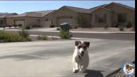 cane che fa tutto lui! troppo intelligente (dog)