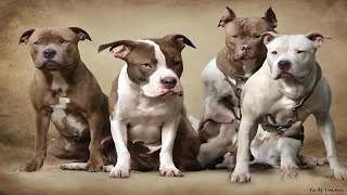 Les Pit Bulls: des protecteurs des rves!