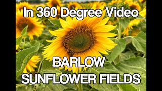 Sunflower Fields filmed in 360 Degree Video