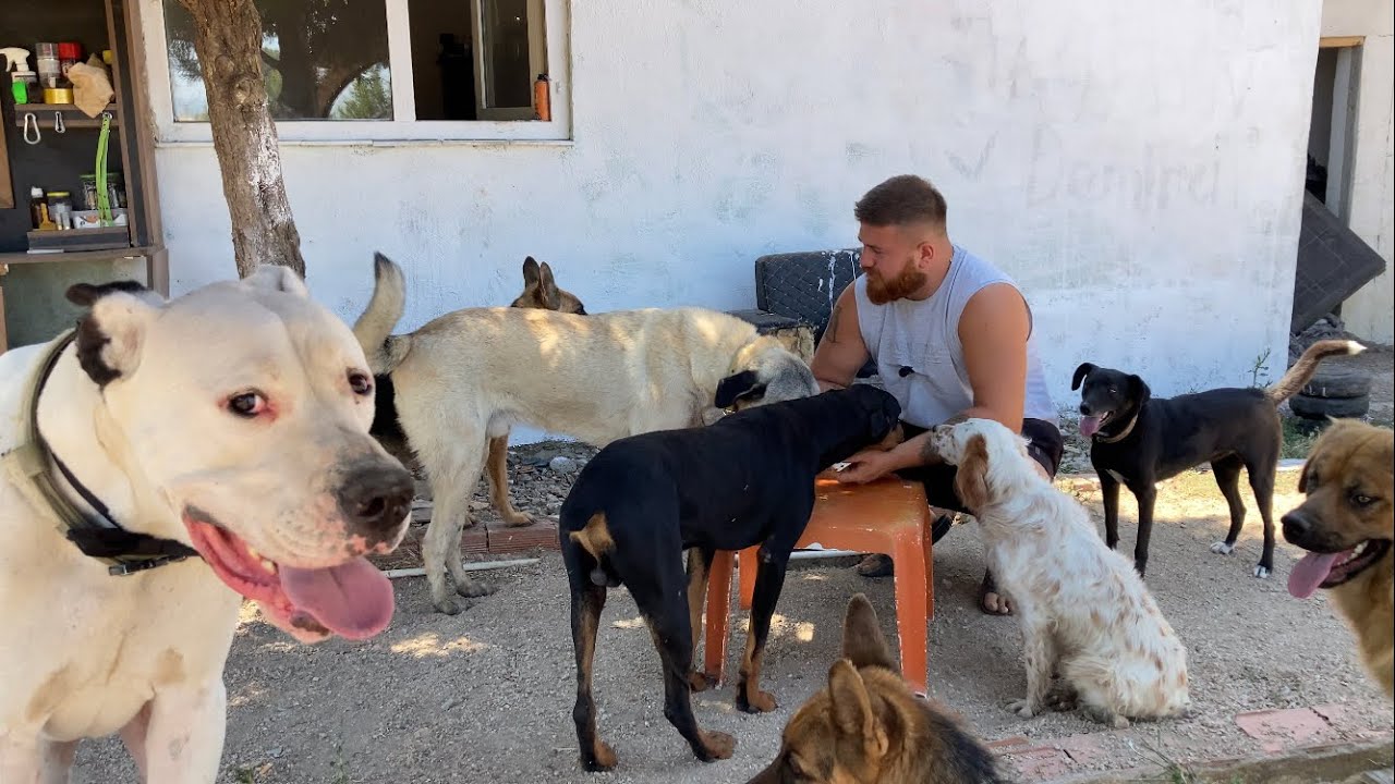 TOSUNU KAÇARKEN GİZLİ KAMERA İLE YAKALADIM KÖPEKLERE ZEKA TESTİ YAPTIM!