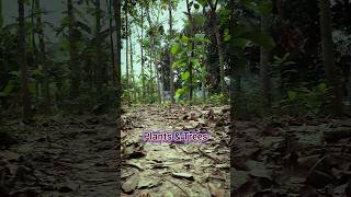 Sometime With Plants &amp; Trees ♥️😱#shorts #short #ytshorts #plants
