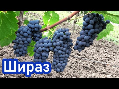Уникальный сорт для виноделия - виноград ШИРАЗ (СИРА)