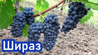 Уникальный сорт для виноделия - виноград ШИРАЗ (СИРА)