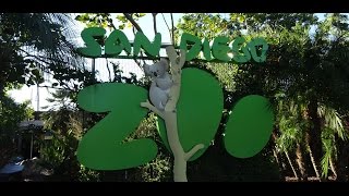 видео Зоопарк Сан-Диего