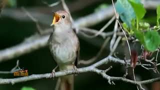 edan !!! Suara burung || sikatan london full tembakan cocok buat masteran (BURUNG)