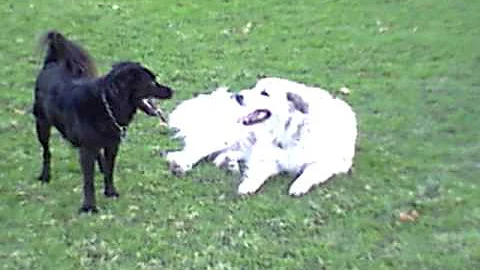 Ozzie and Lucy