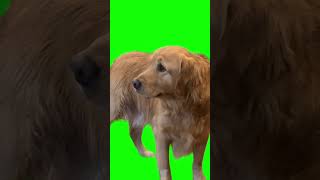 Sad dog green screen