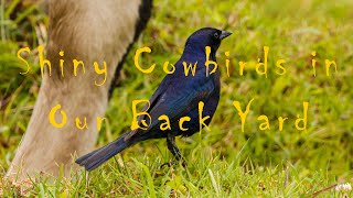 Shiny Cowbirds In Our Back Yard