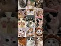 #cute #catshorts