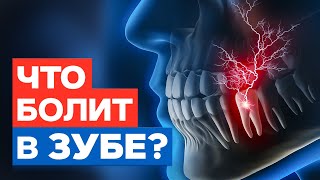 Строение зуба / Как болят разные части зуба, и сколько стоит лечение?