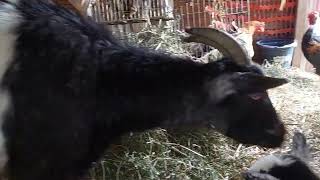 Baby Goats. Saymons Baby Boys