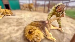 The lions from the distant Pride have grown EXTREMELY HUGE over the winter!