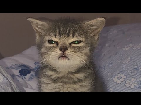 BEST CAT MEMES COMPILATION OF 2020 - 2021 PART 55 (FUNNY CATS) 