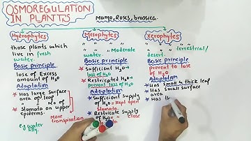 Osmoregulation in plants - mesophytes, xerophytes And hydrophytes | Class 12 Biology