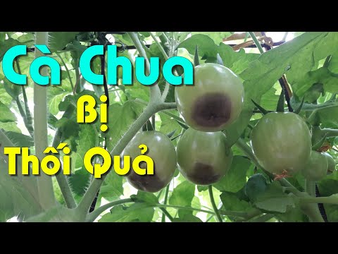 Video: Sóc Đang Ăn Cà Chua - Cách Bảo Vệ Cây Cà Chua Khỏi Sóc